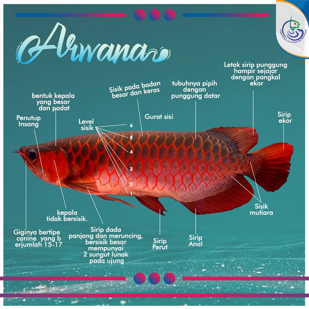 Arwana